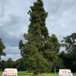 Florence & Matilda with a big tree